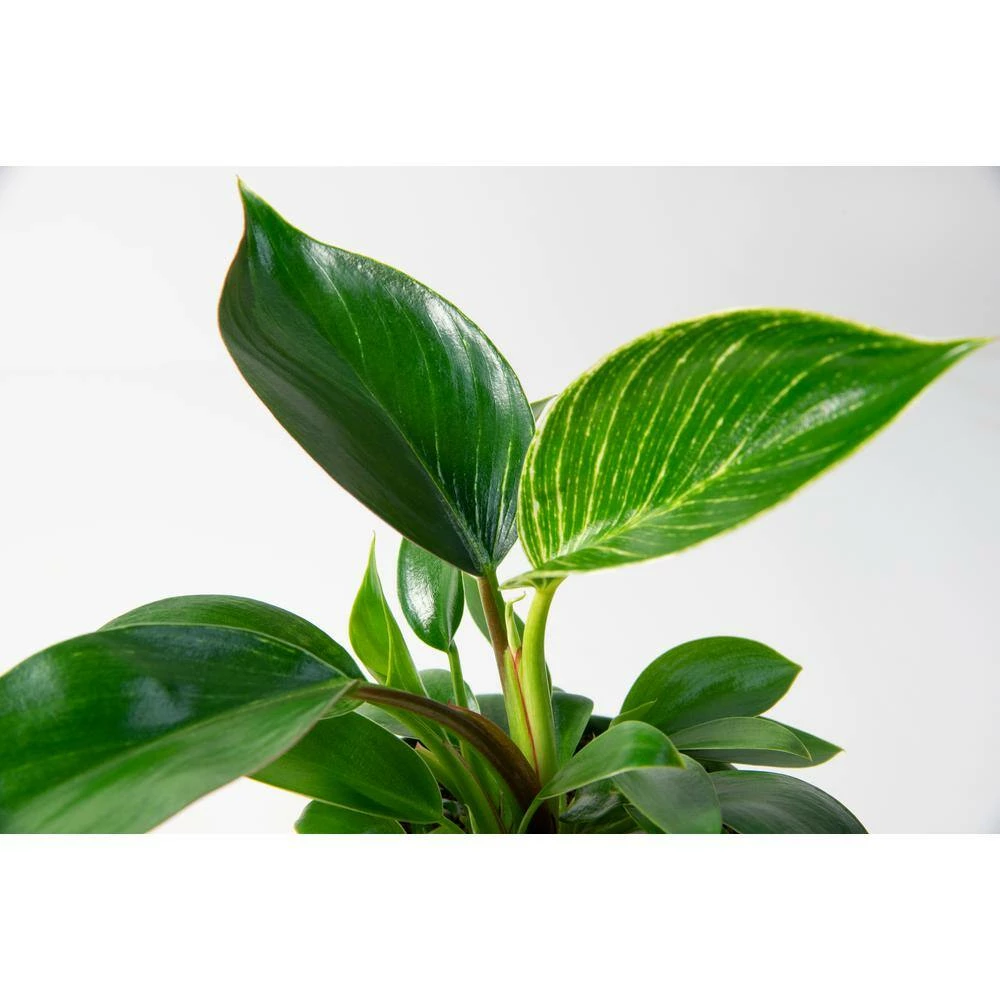 National PLANT NETWORK Birkin Philodendron (Philodendron) in 4 in. Grower Containers (3-Plants) 4 National PLANT NETWORK Birkin Philodendron (Philodendron) in 4 in. Grower Containers (3-Plants) - Image 2