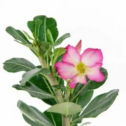 National PLANT NETWORK Desert Rose Assorted Mix (Adenium) in 4 in. Grower Containers (3-Plants) -US Flora Bunda Sales 2022 national plant network indoor plants hd7730 1f 1000