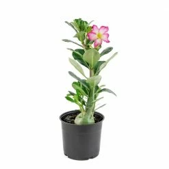 National PLANT NETWORK Desert Rose Assorted Mix (Adenium) in 4 in. Grower Containers (3-Plants) -US Flora Bunda Sales 2022 national plant network indoor plants hd7730 4f 1000