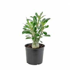 National PLANT NETWORK Desert Rose Assorted Mix (Adenium) in 4 in. Grower Containers (3-Plants)