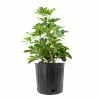 National PLANT NETWORK Arbicola Gold Schefflera Plant (Schefflera) in 10 in. Grower Container (1-Plant) 2 National PLANT NETWORK Arbicola Gold Schefflera Plant (Schefflera) in 10 in. Grower Container (1-Plant) -US Flora Bunda Sales 2022 national plant network indoor plants hd7756 64 1000