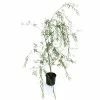 National PLANT NETWORK 2.25 Gal. Deciduous Weeping Willow Tree -US Flora Bunda Sales 2022 national plant network ornamental trees hd7110 64 1000