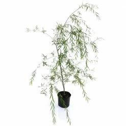National PLANT NETWORK 2.25 Gal. Deciduous Weeping Willow Tree