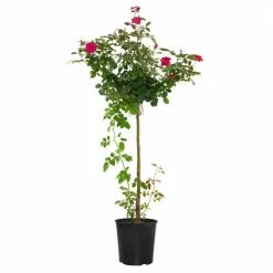 National PLANT NETWORK 2 Gal. Double Knockout Red Rose Tree