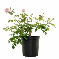 National PLANT NETWORK 2 Gal. Viking Queen Rose Tree
