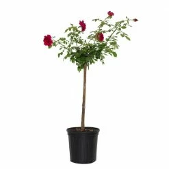 National PLANT NETWORK 2 Gal. Queen of the Lakes Rose Tree