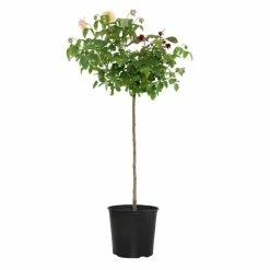 National PLANT NETWORK 2 Gal. Peace Rose Tree with Bi-Color Blooms