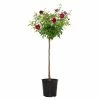 National PLANT NETWORK 2 Gal. Burgundy Iceberg Rose Tree -US Flora Bunda Sales 2022 national plant network rose bushes hd1280 64 1000