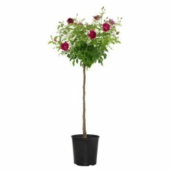 National PLANT NETWORK 2 Gal. Burgundy Iceberg Rose Tree