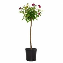 National PLANT NETWORK 2 Gal. Intrigue Rose Tree with Purple Blooms