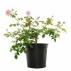 National PLANT NETWORK 2 Gal. Viking Queen Climbing Rose with Pink Blooms -US Flora Bunda Sales 2022 national plant network rose bushes hd1283 64 1000