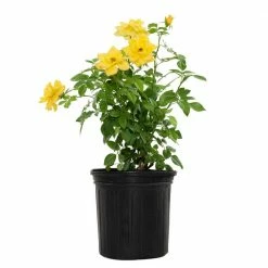 National PLANT NETWORK 2 Gal. Sunblet South Africa Rose with Peach Blooms