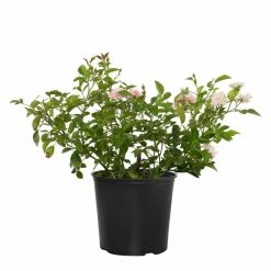 National PLANT NETWORK 2 Gal. Fairy Rose with Pink Blooms