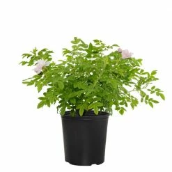 National PLANT NETWORK 2 Gal. Rose Snow Pavement with Light Pink Blooms