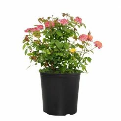 National PLANT NETWORK 2 Gallon Rainbow Miniflora Rose with Bicolor Blooms
