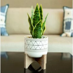 Flora Bunda Mid-Century 5 in. White/Black Line Ceramic Geometric Pot with Wood Stand Planter -US Flora Bunda Sales 2022 white black flora bunda plant pots em1918e blk 31 1000